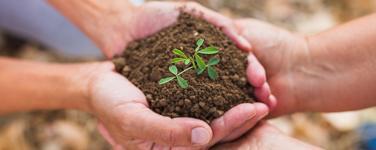 Flowers Planting